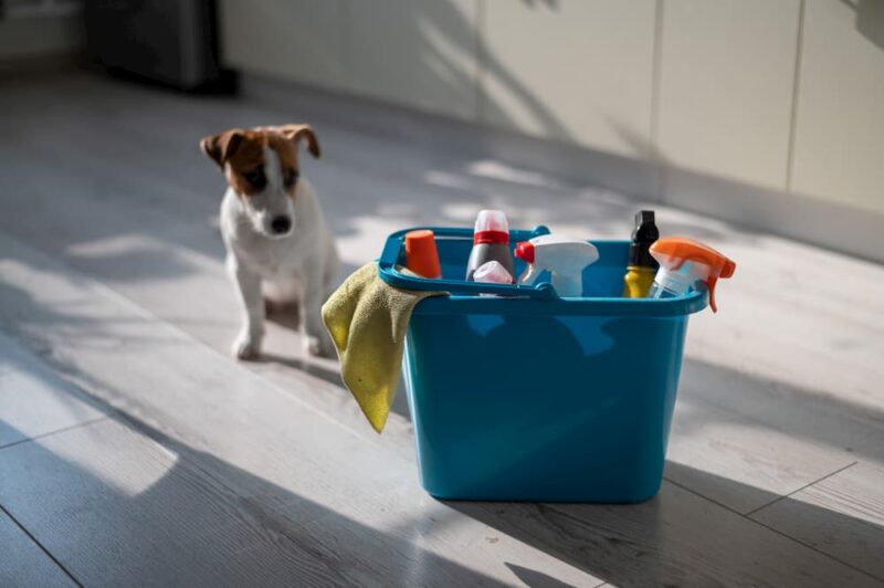 How to Puppy Proof Your House Great Pet Care