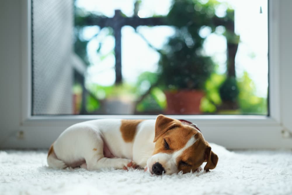 How to Puppy Proof Your House How to Puppy Proof Your House