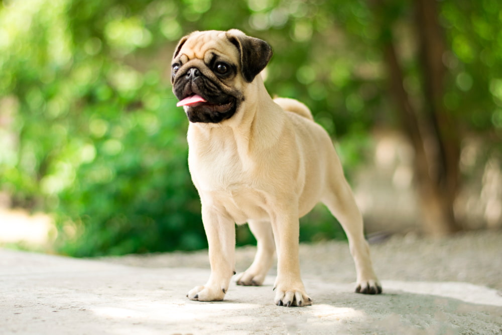 Pug Great Pet Care