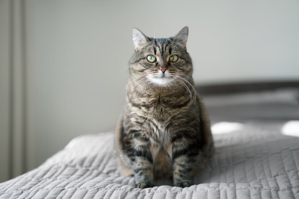 6 Reasons Your Cat Can’t Lose Weight 6 Reasons Your Cat Can’t Lose Weight