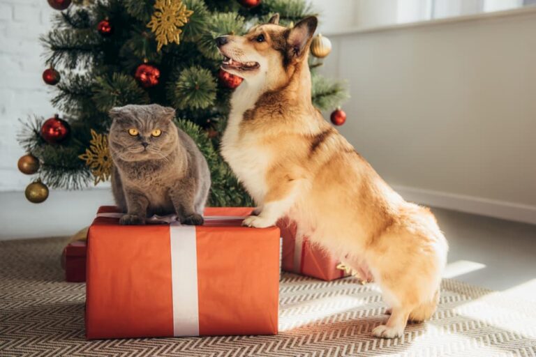 Cat and dog standing on present