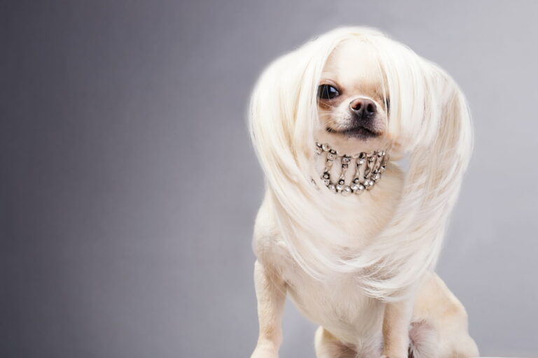 Glamorous dog with sparkly collar