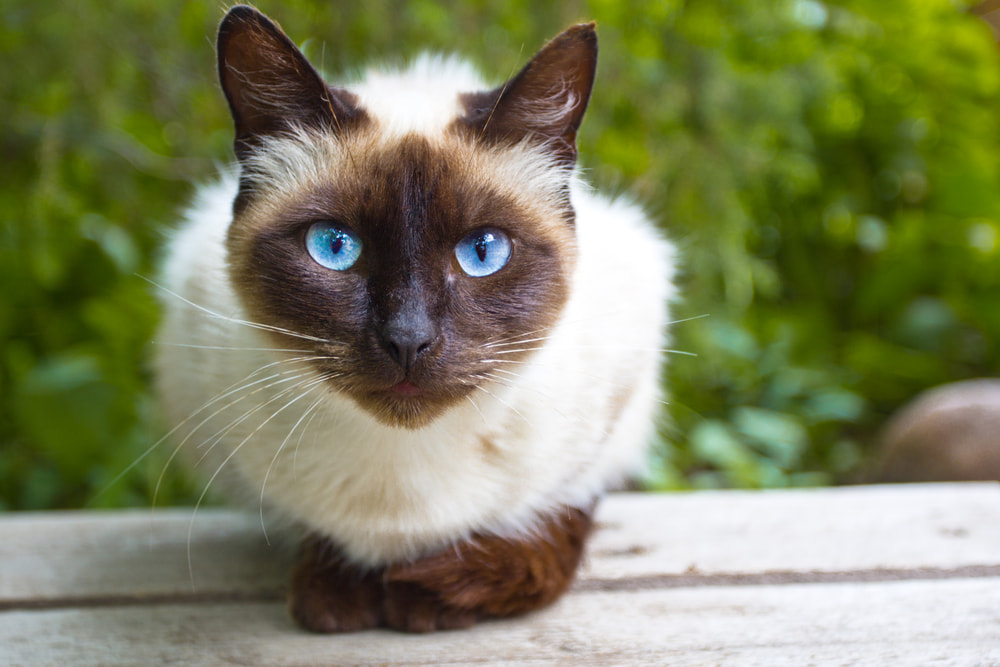 Siamese Cat Great Pet Care Siamese Cat Great Pet Care