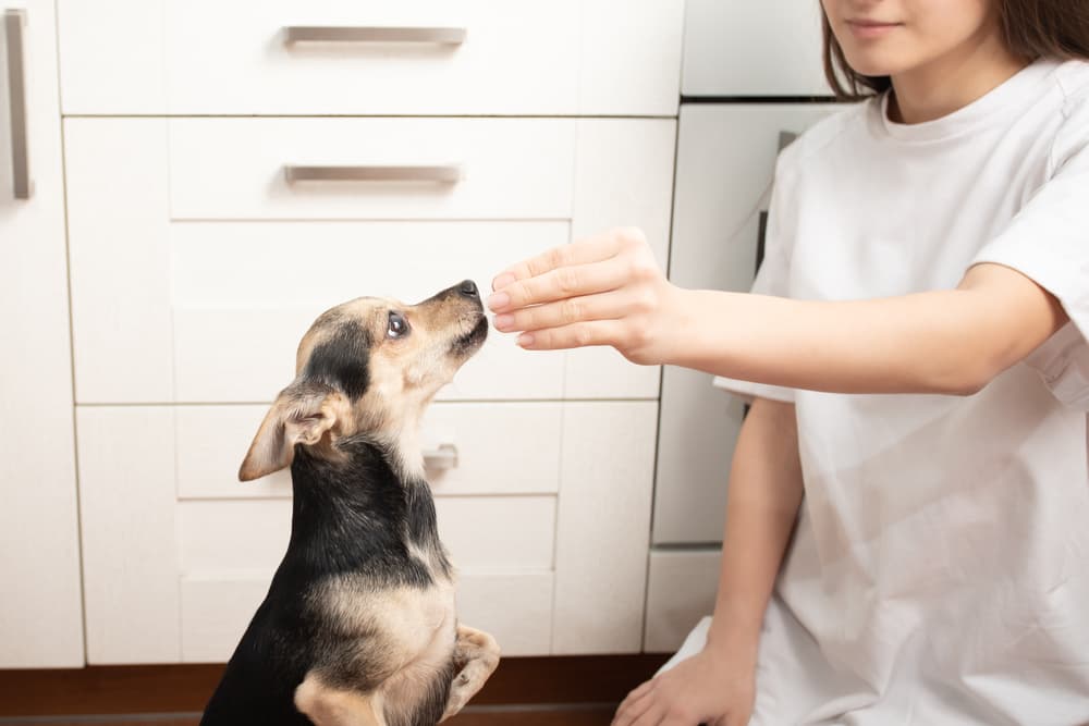 5 Myths Behind Probiotics for Dogs and Cats 5 Myths Behind Probiotics for Dogs and Cats