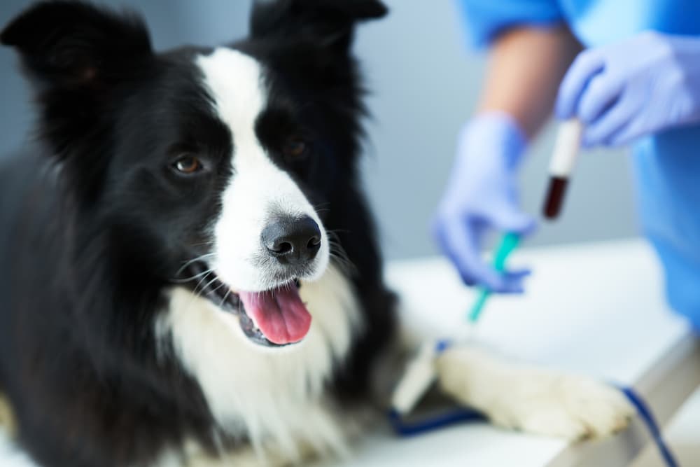 Vet tech taking dog bloodwork