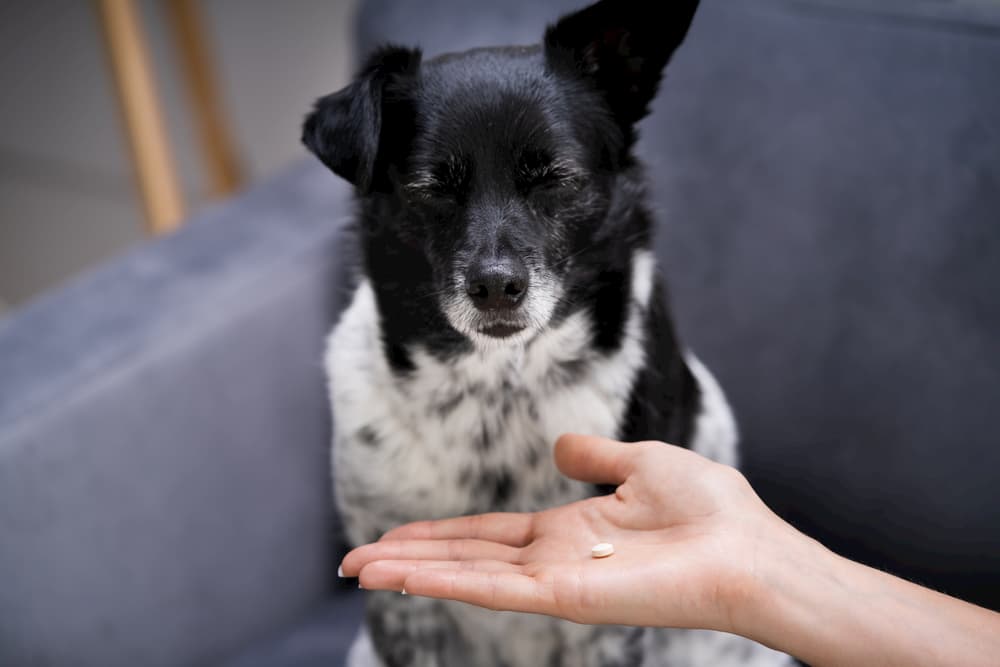Chlorpheniramine for Dogs Chlorpheniramine for Dogs