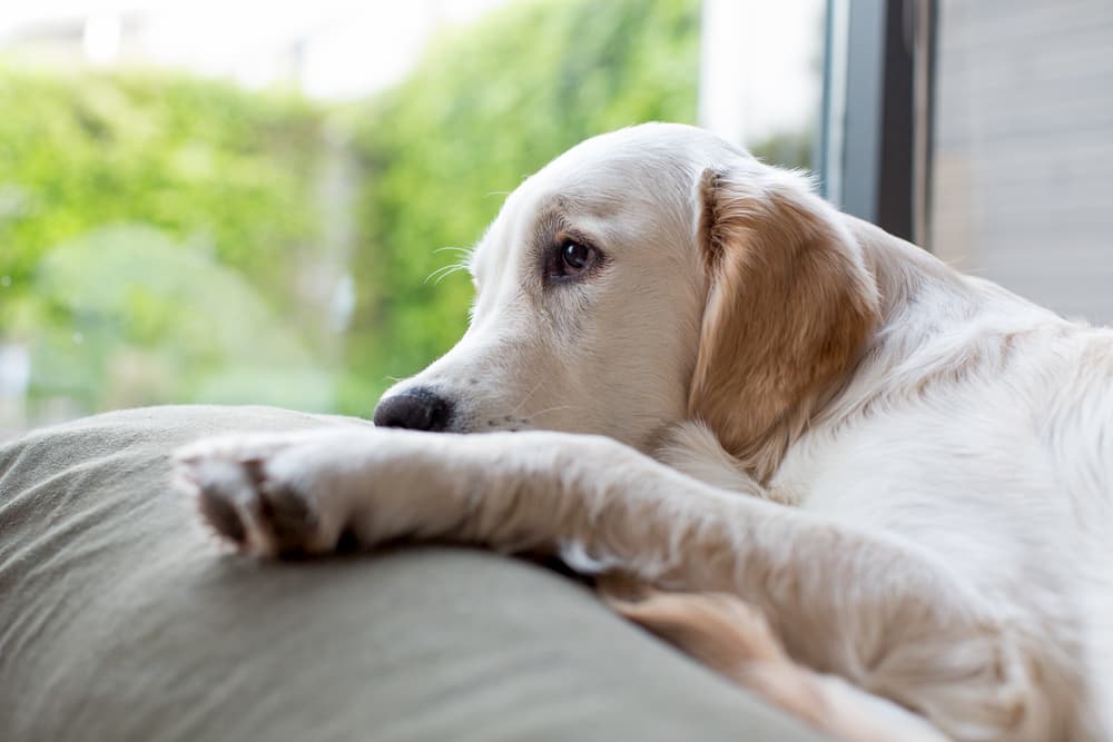 Tired dog looking out window