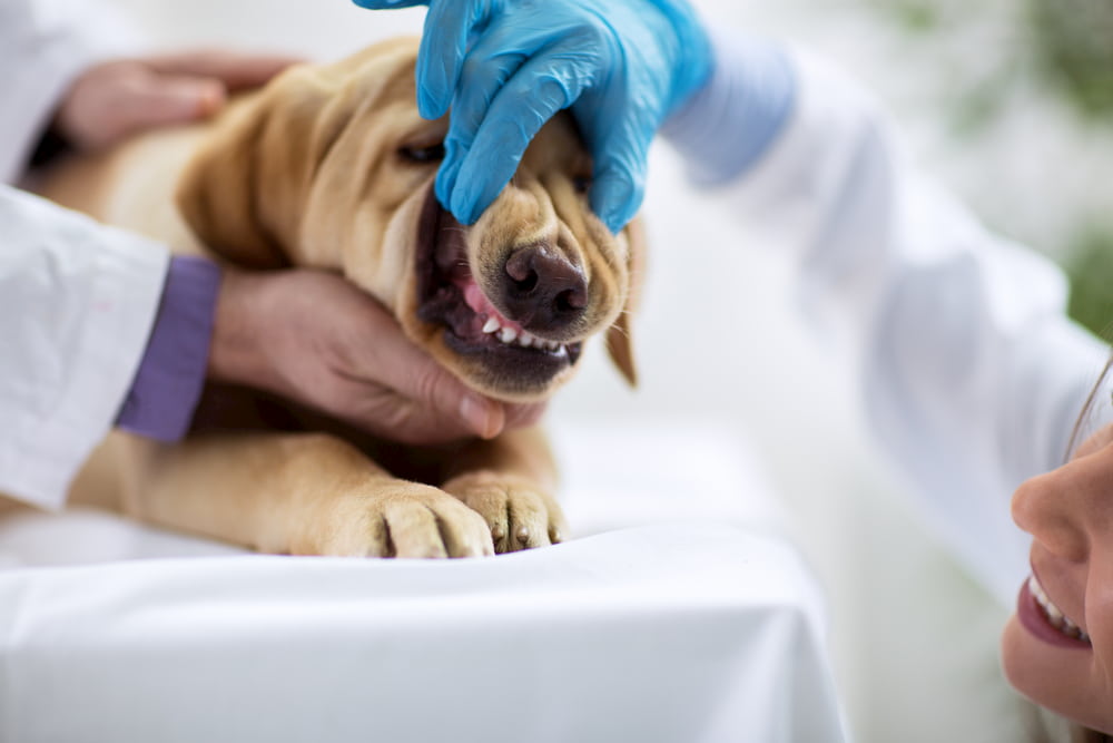 Veterinarian looking at dog's gums