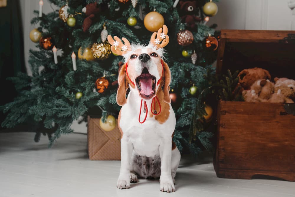 9 Products to Calm Dogs During the Holidays 9 Products to Calm Dogs During the Holidays