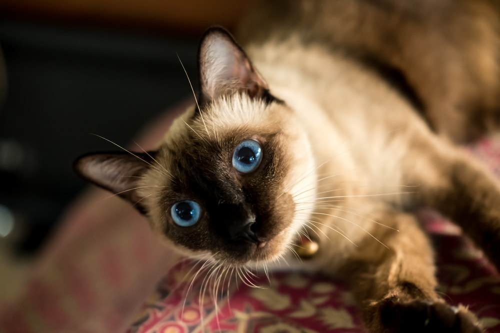 Siamese Cat Great Pet Care