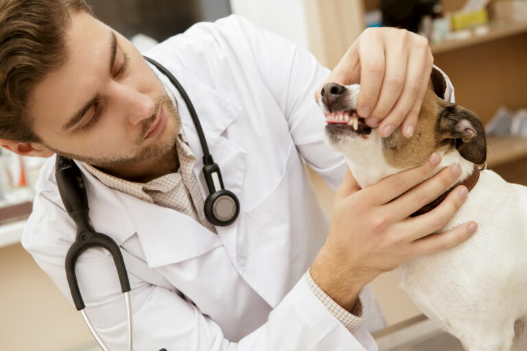 Veterinarian checking dog gums