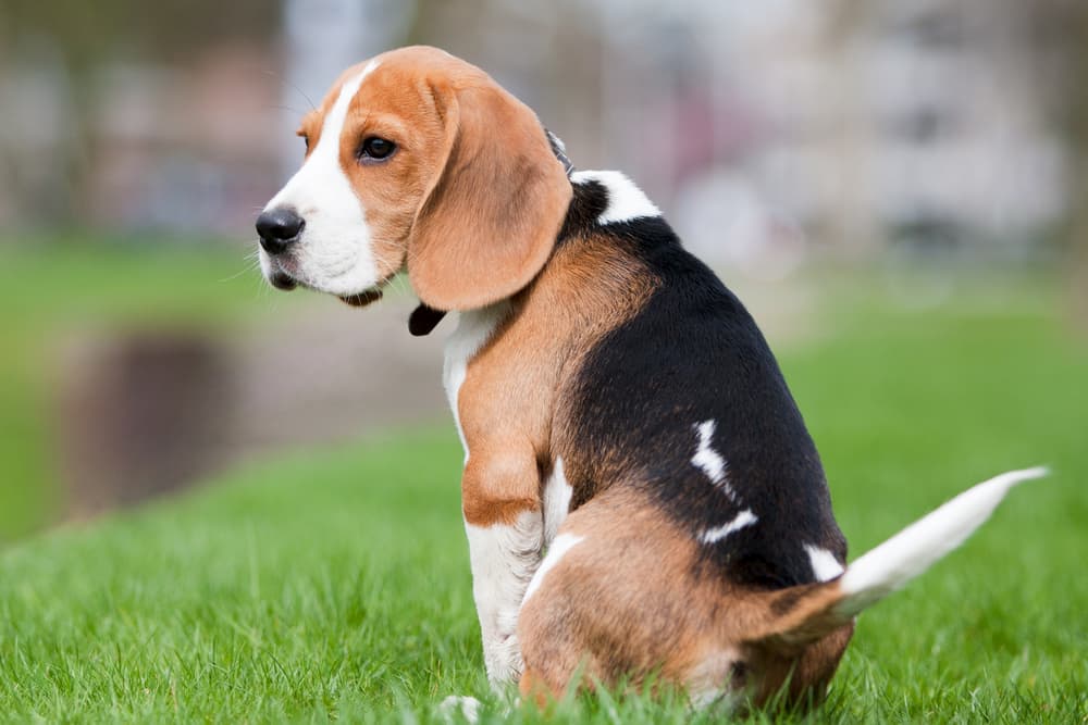 The Hidden Dangers of Loose Stools In Dogs The Hidden Dangers of Loose Stools In Dogs