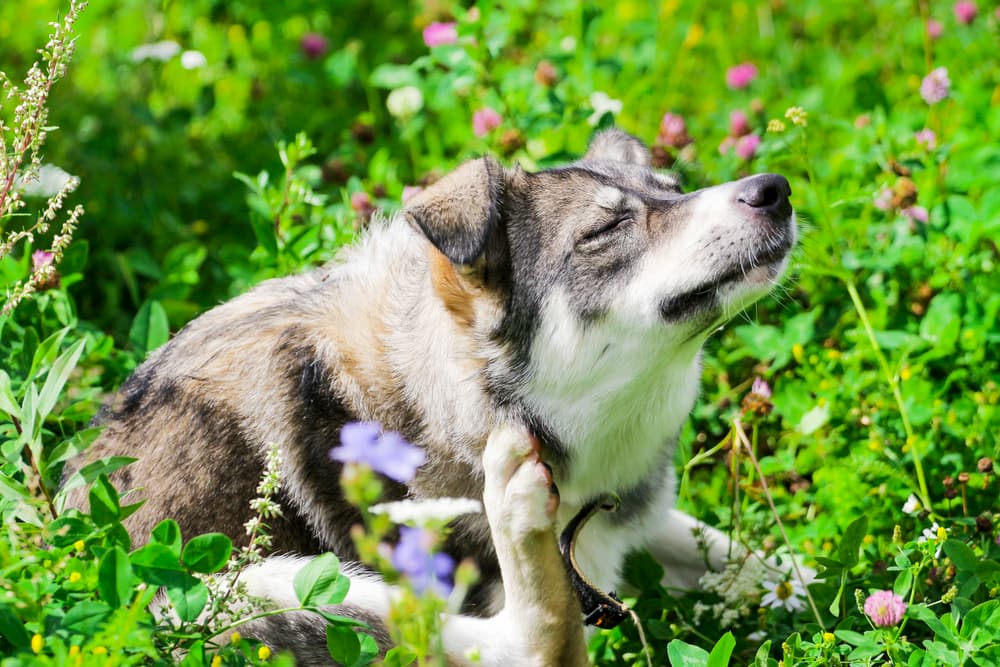 dog itching in field