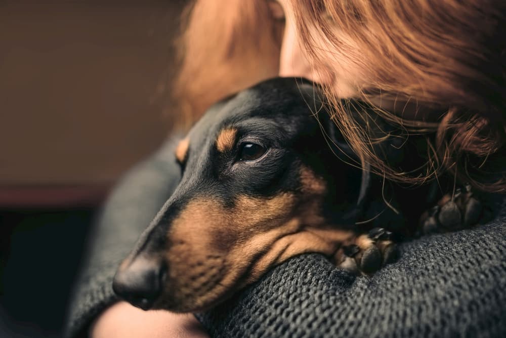 4 Weird Ways Stress Can Affect Your Dog 4 Weird Ways Stress Can Affect Your Dog