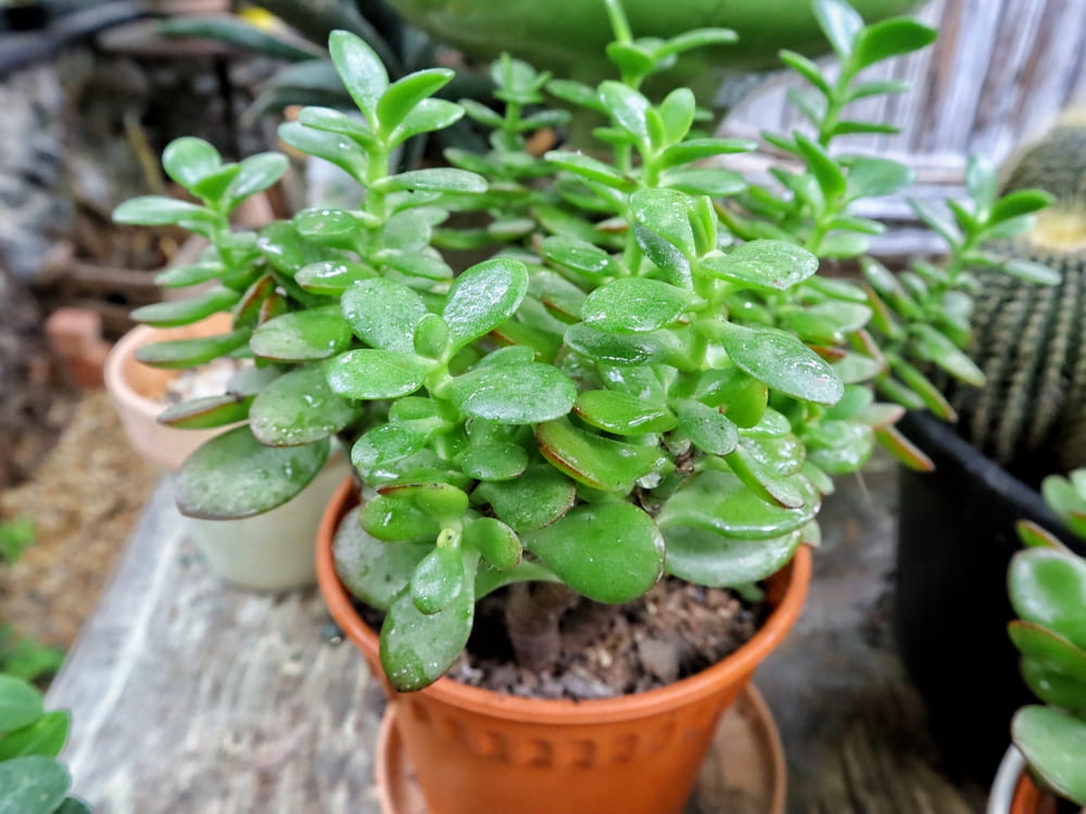 Jade plant