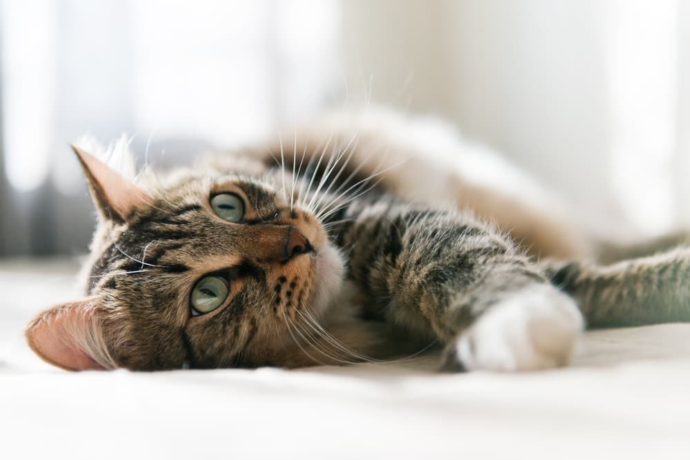 Tired cat lying down
