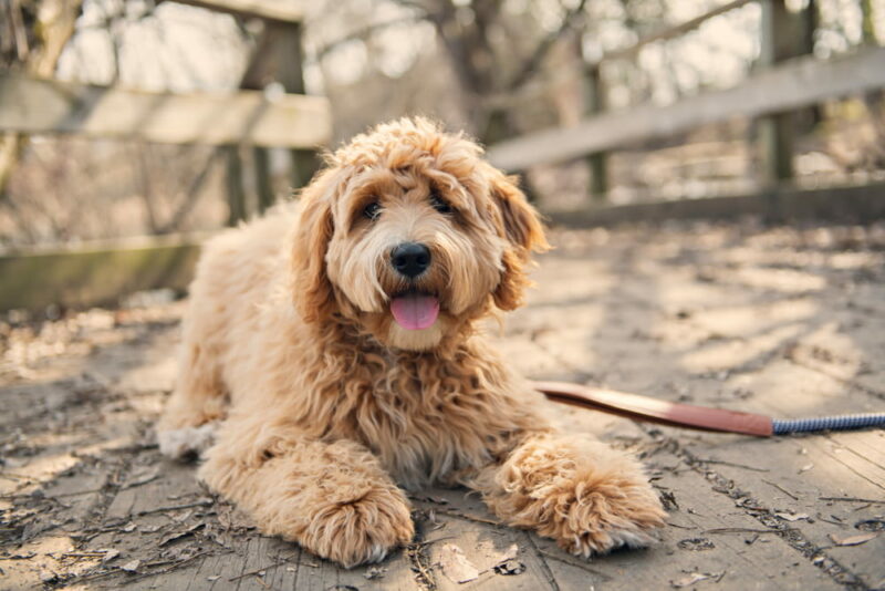 Labradoodle Great Pet Care