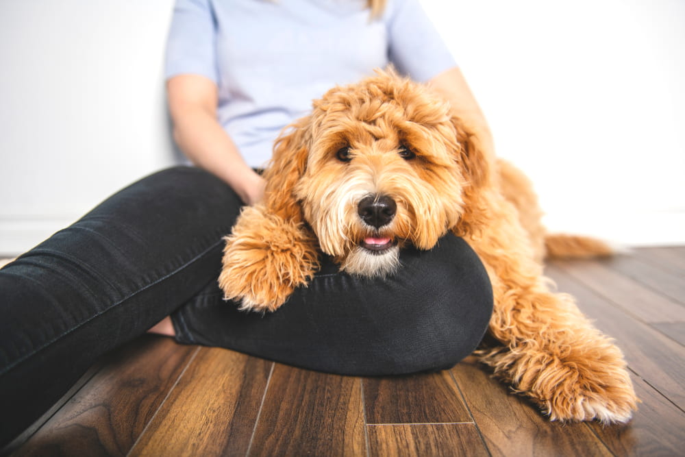 Labradoodle Labradoodle