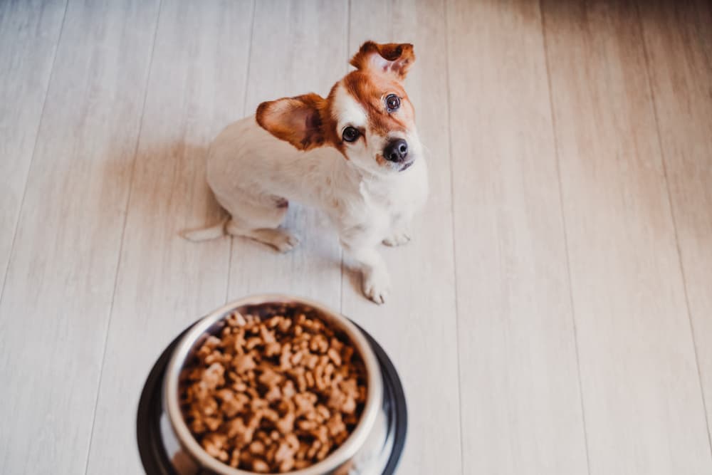Calcium for Dogs: Why They Need It Calcium for Dogs: Why They Need It