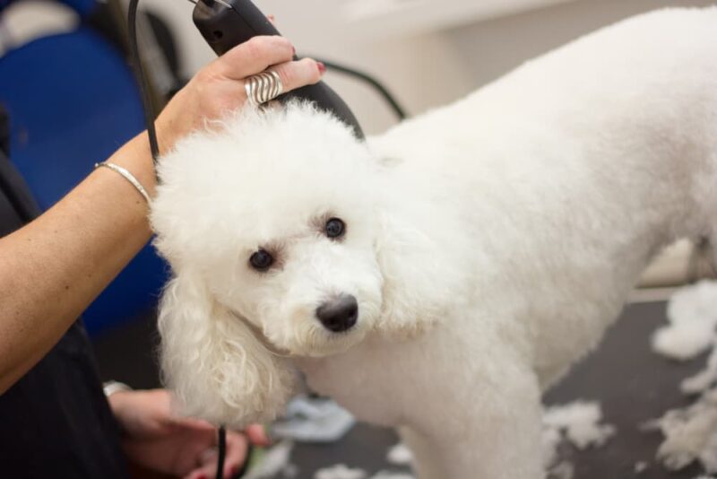 How to Groom a Poodle Great Pet Care