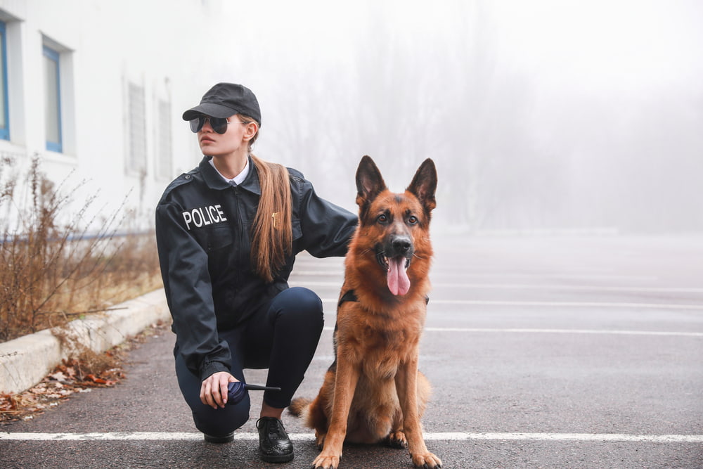 6 Police Dog Breeds That Help Law Enforcement 6 Police Dog Breeds That Help Law Enforcement