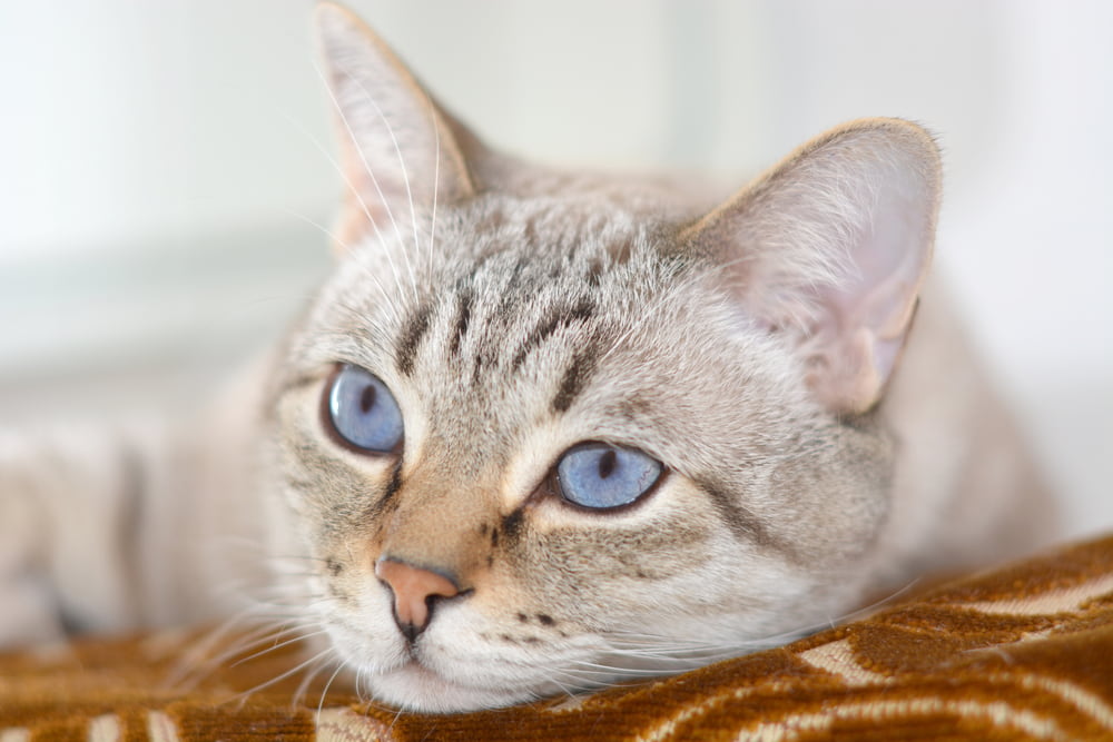 Kidney Disease in Cats Kidney Disease in Cats