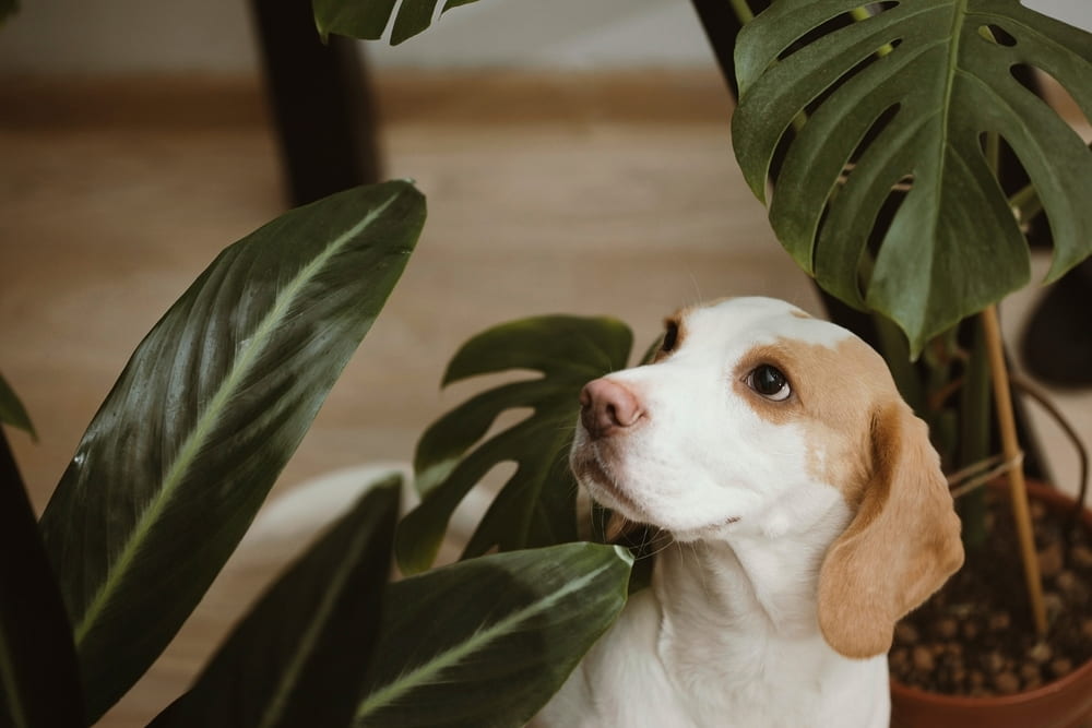 Are These Plants Toxic to Dogs? A Look at Common Varieties Are These Plants Toxic to Dogs? A Look at Common Varieties