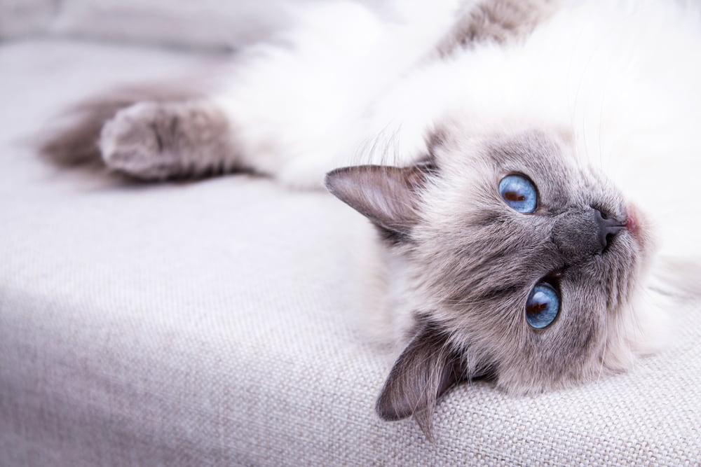 Ragdoll Cat Great Pet Care