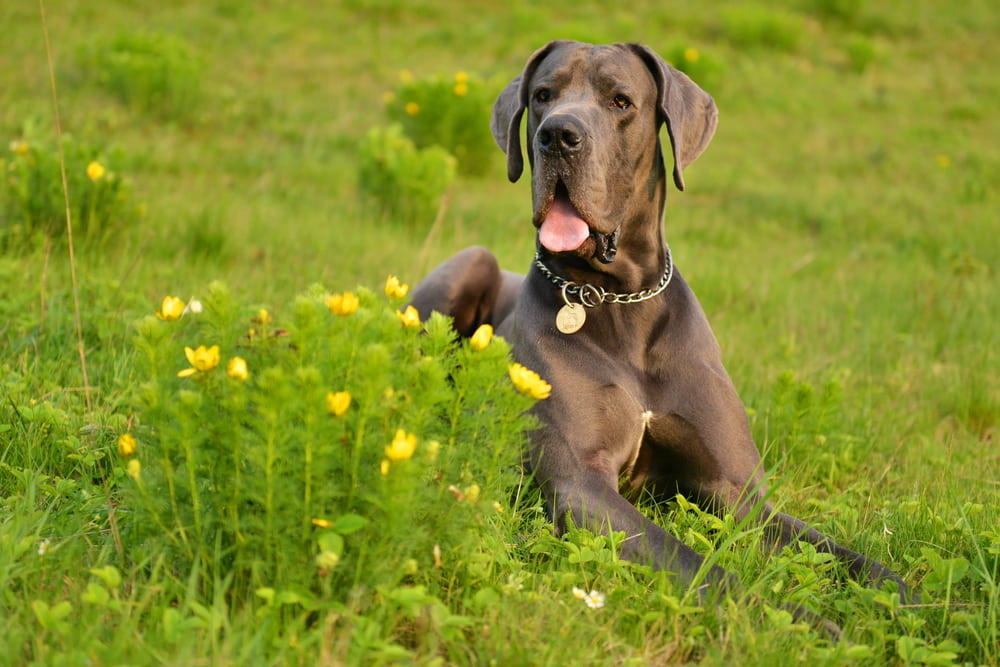 Great Dane Great Dane