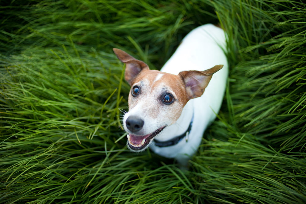 7 Best Joint Supplements For Dogs 7 Best Joint Supplements For Dogs