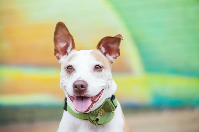 Dog in fancy collar
