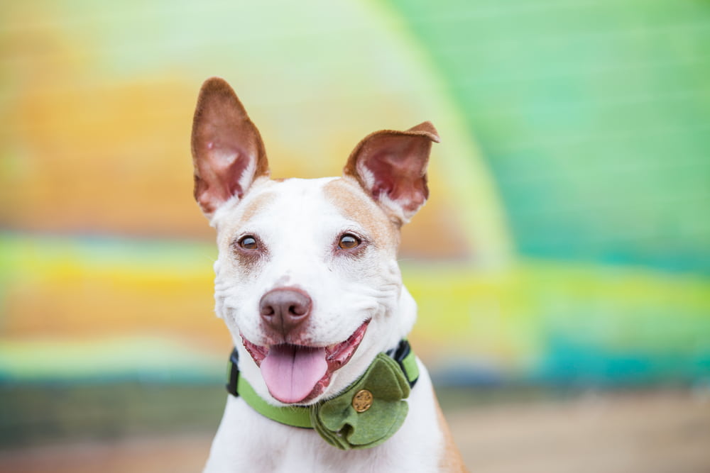 Fancy Dog Collars for Fashionable Pups Fancy Dog Collars for Fashionable Pups