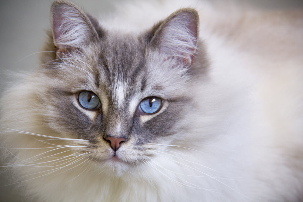 Ragdoll Cat Ragdoll Cat