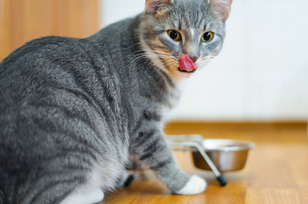 Cat eating food and supplements