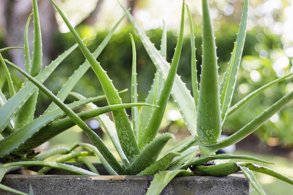 Aloe plant