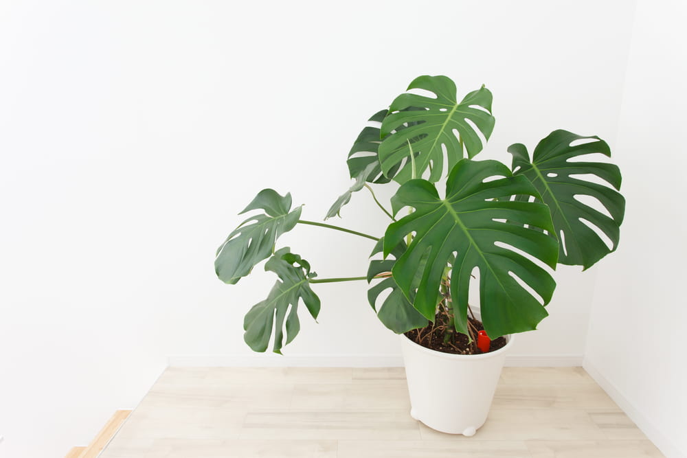 Monstera plant