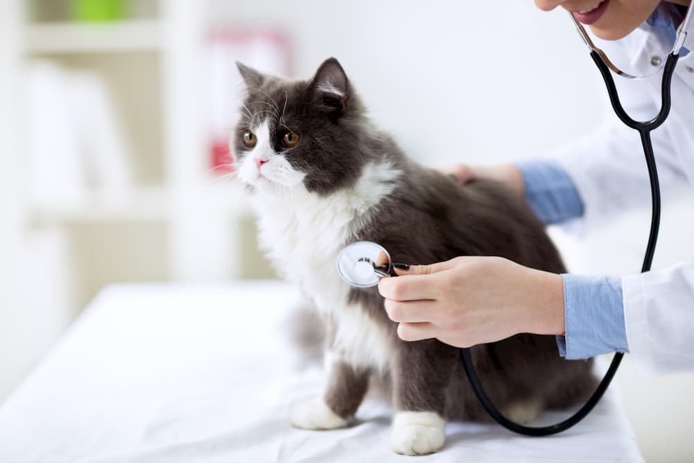 Vet listening to cat's heart