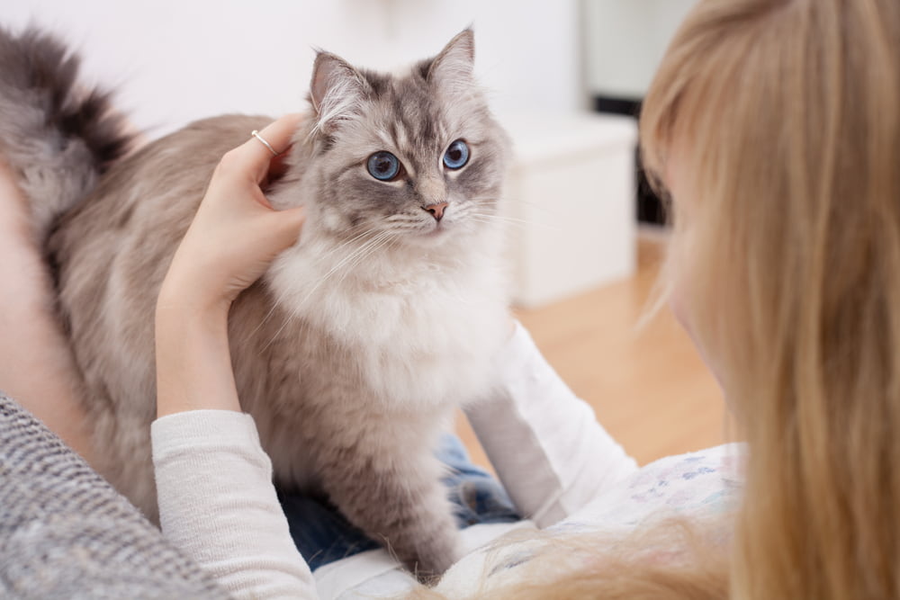 Woman with adopted Ragdoll cat