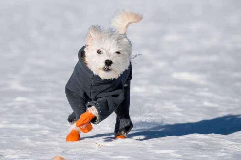 Dog wearing boots in snow