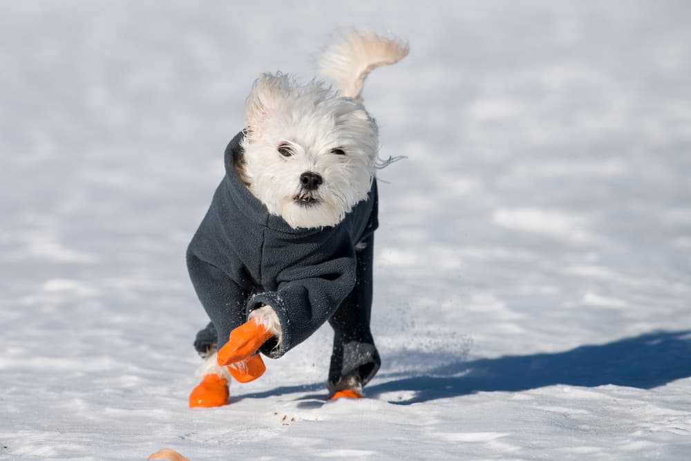 6 Best Dog Boots for Every Occasion 6 Best Dog Boots for Every Occasion