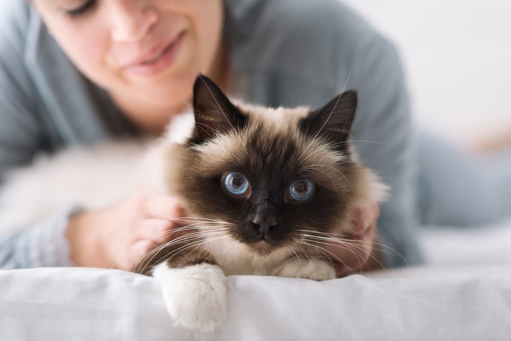 Woman petting cat on bed