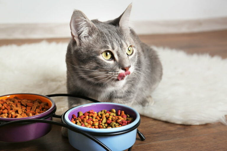 Cat eating food with taurine