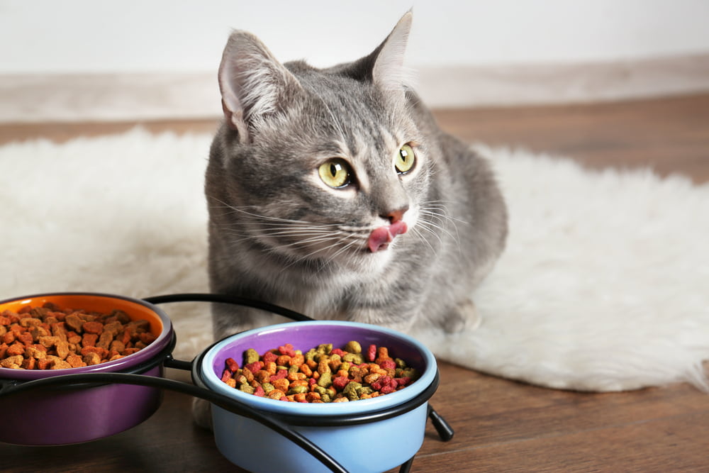 Can Cats Eat Peanut Butter Great Pet Care