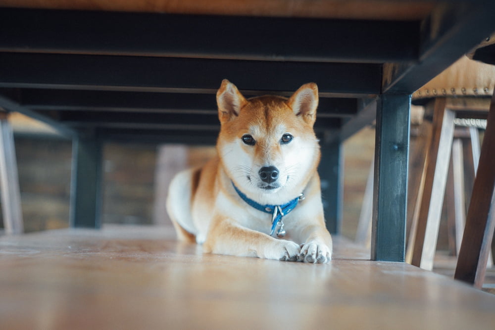 46 Japanese Dog Names for Kawaii Pups 46 Japanese Dog Names for Kawaii Pups