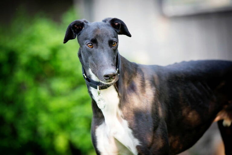 Greyhound Great Pet Care