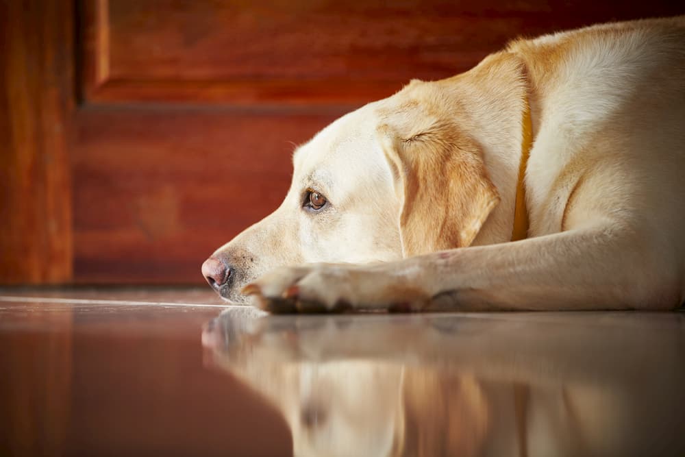 Arthritis in Dogs Arthritis in Dogs