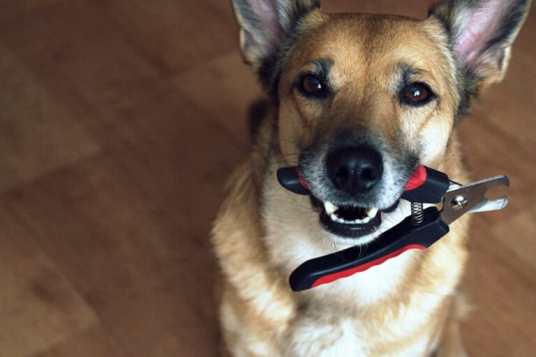 Dog holding nail clippers in mouth