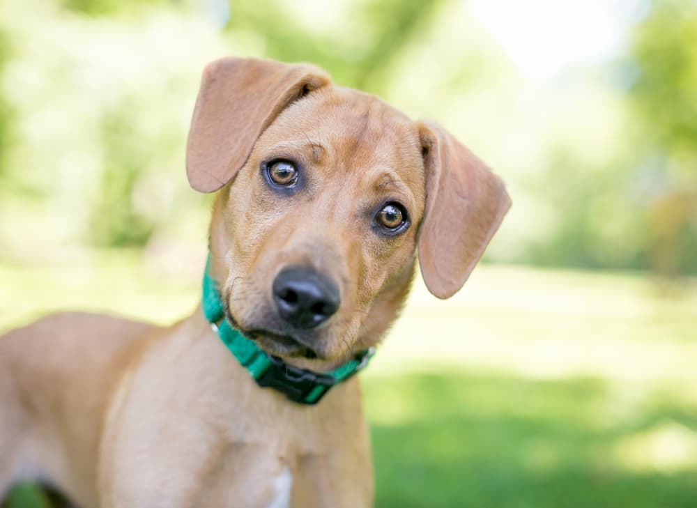 How to Read Your Dog’s Body Language How to Read Your Dog’s Body Language