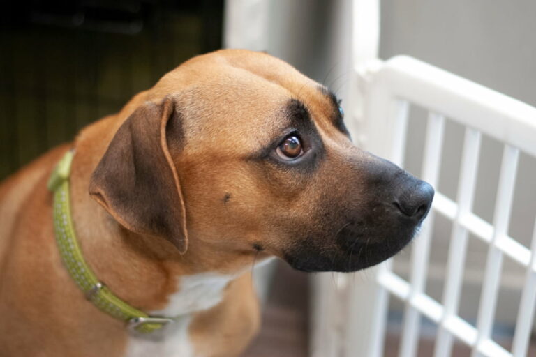 Dog behind gate in house