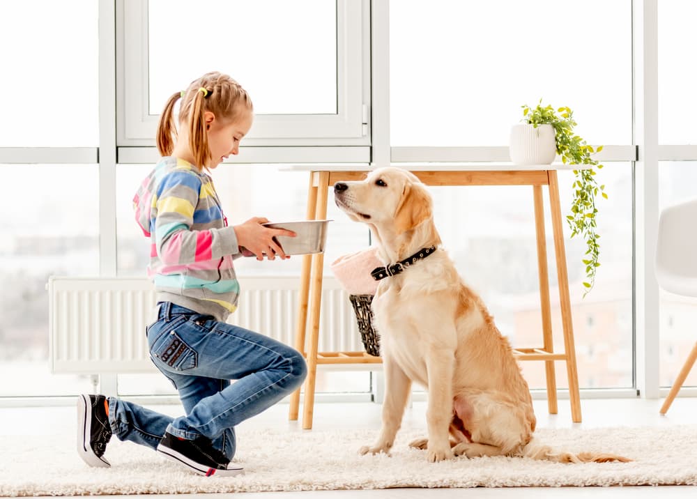 7 Ways to Help Ease Dog Joint Pain Associated with Osteoarthritis 7 Ways to Help Ease Dog Joint Pain Associated with Osteoarthritis